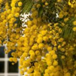 mimoza