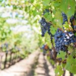 vinograd